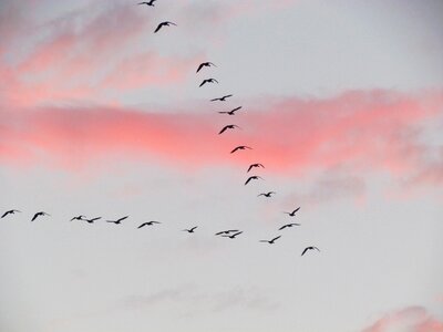 Group of birds air fly