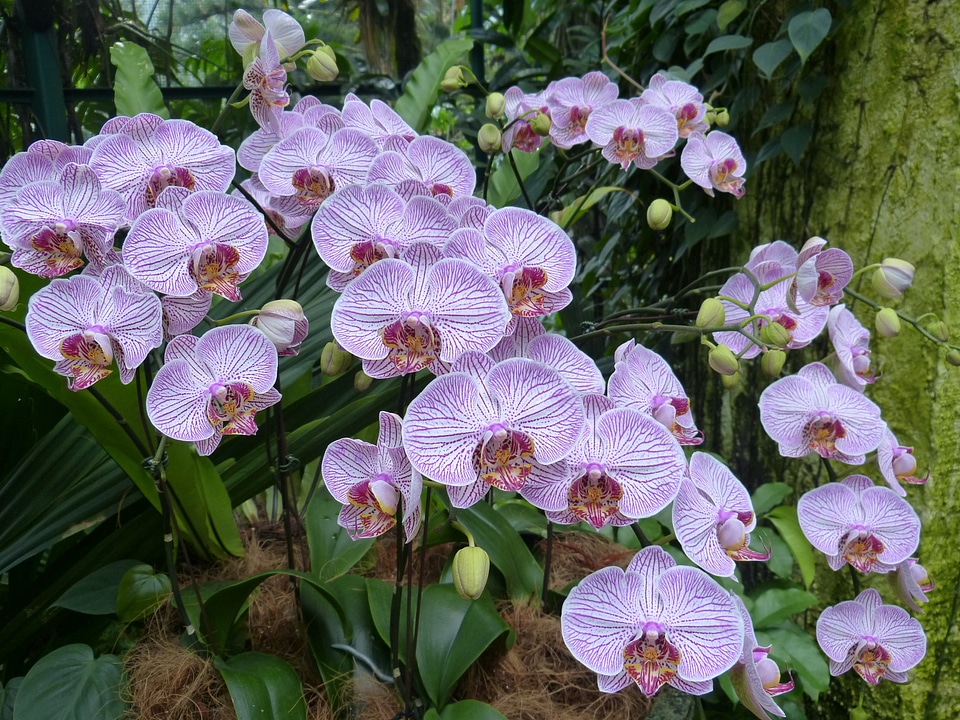 Botanical garden flower blossom