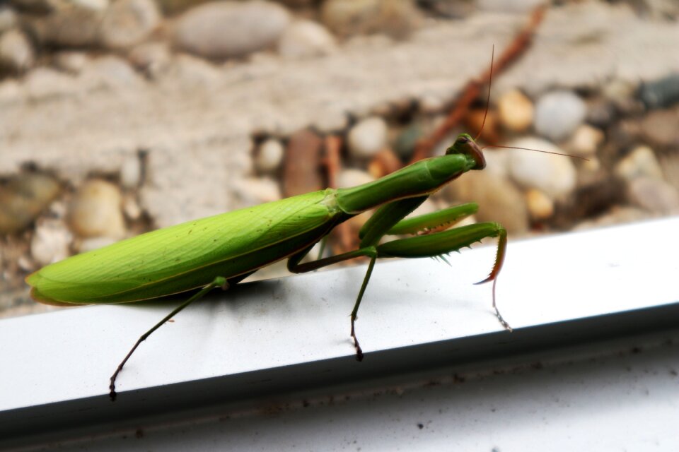 Praying mantis insect nature