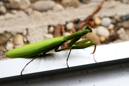 Praying mantis insect nature photo