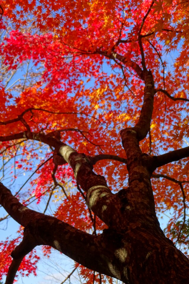 Arboretum vivid color