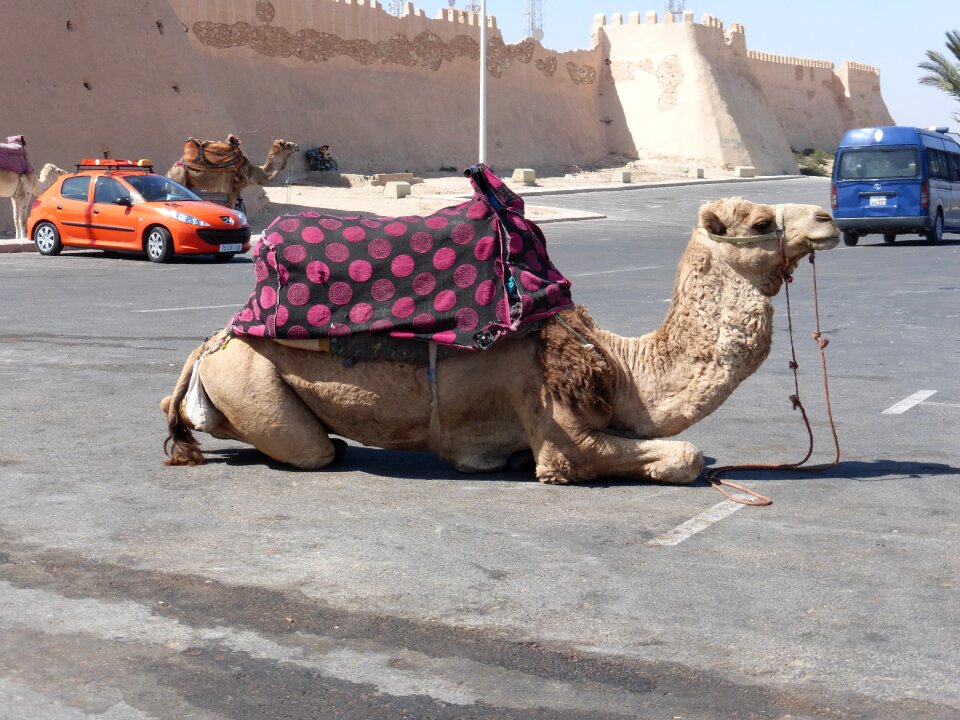 Camel rest morocco