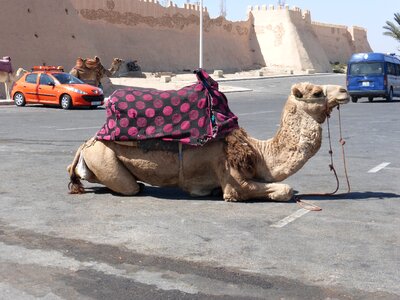 Camel rest morocco