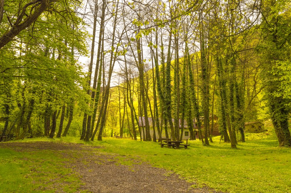 Park leaf green
