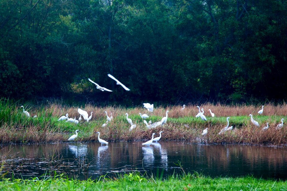 Flocks of white storks puddle hands upon her waist phu yen