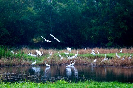 Flocks of white storks puddle hands upon her waist phu yen