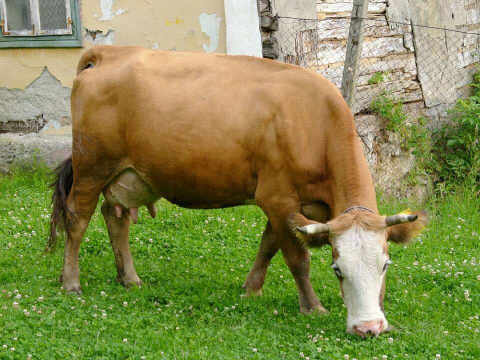 Beef cow farm animals