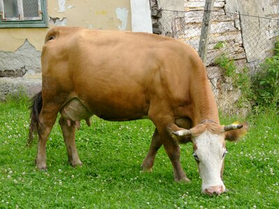 Beef cow farm animals