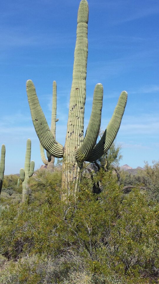 Desert dry western
