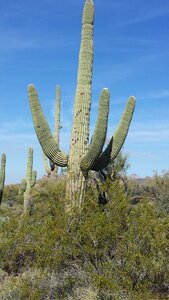 Desert dry western photo