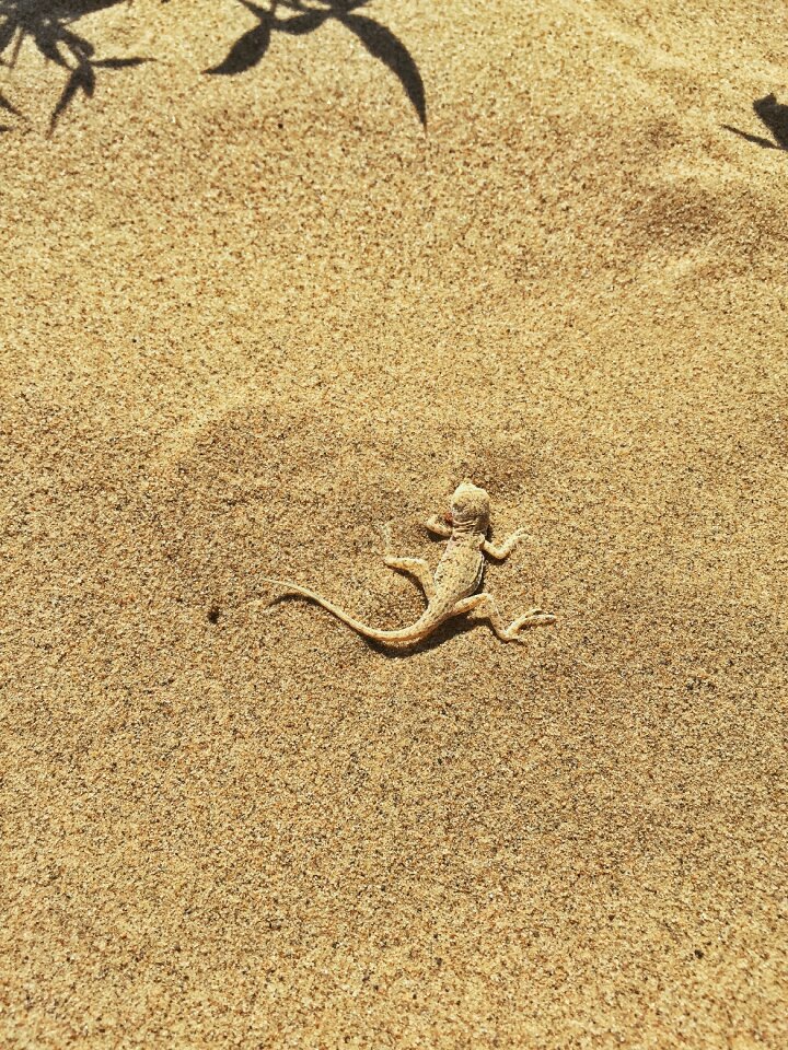 Desert animal Free photos