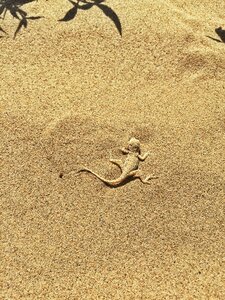 Desert animal Free photos