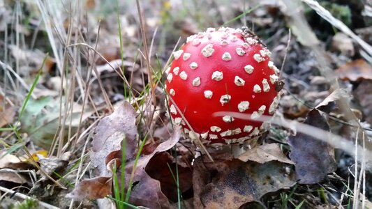 Autumn mushroom nature