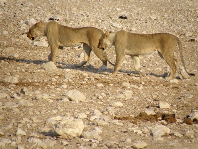 Lionesses namibia park photo
