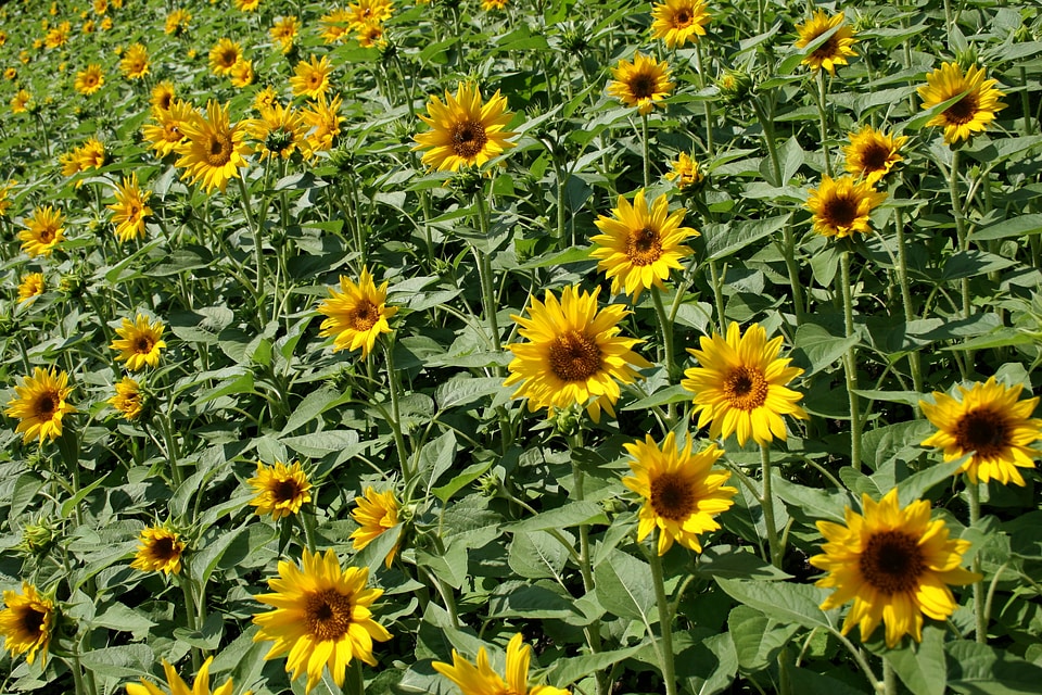 Yellow beautiful sunlight