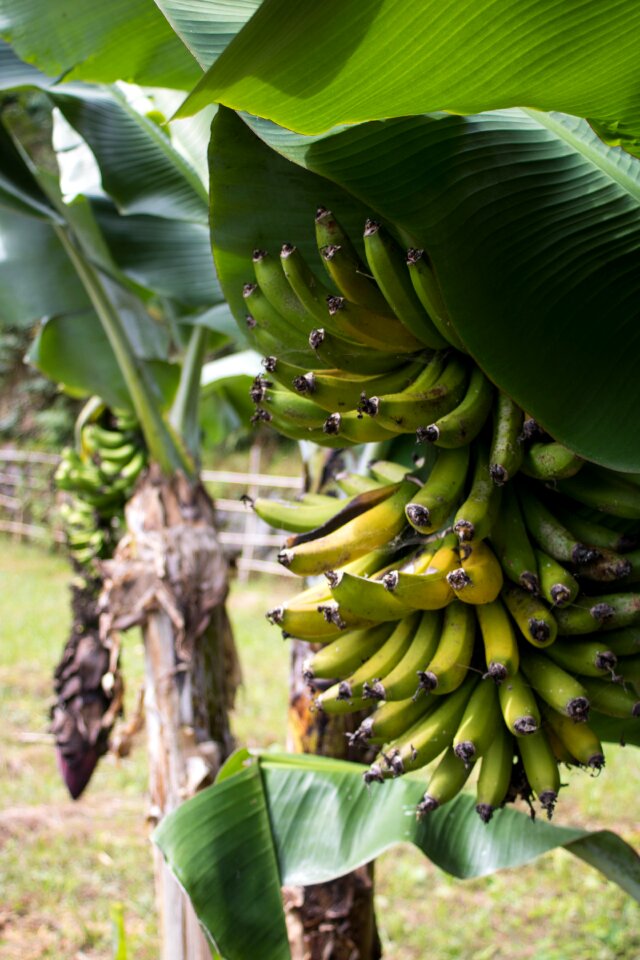 Banana azores comanche