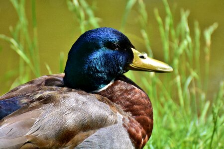 Waterfowl water colorful photo