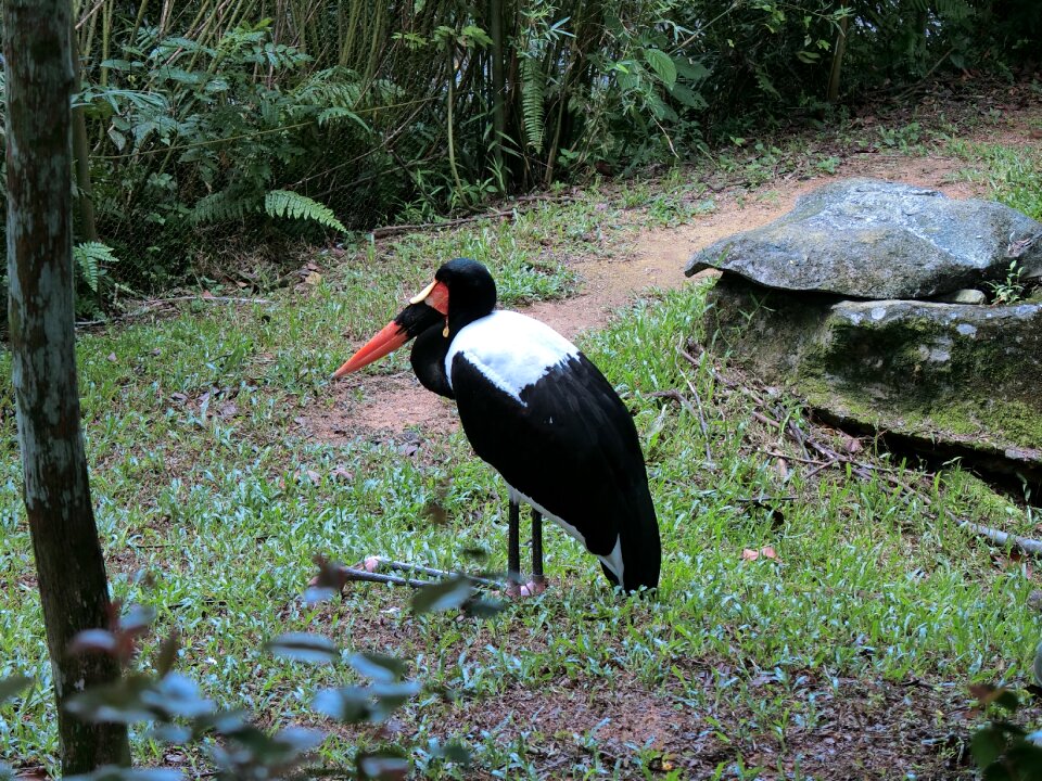 Zoo wildlife