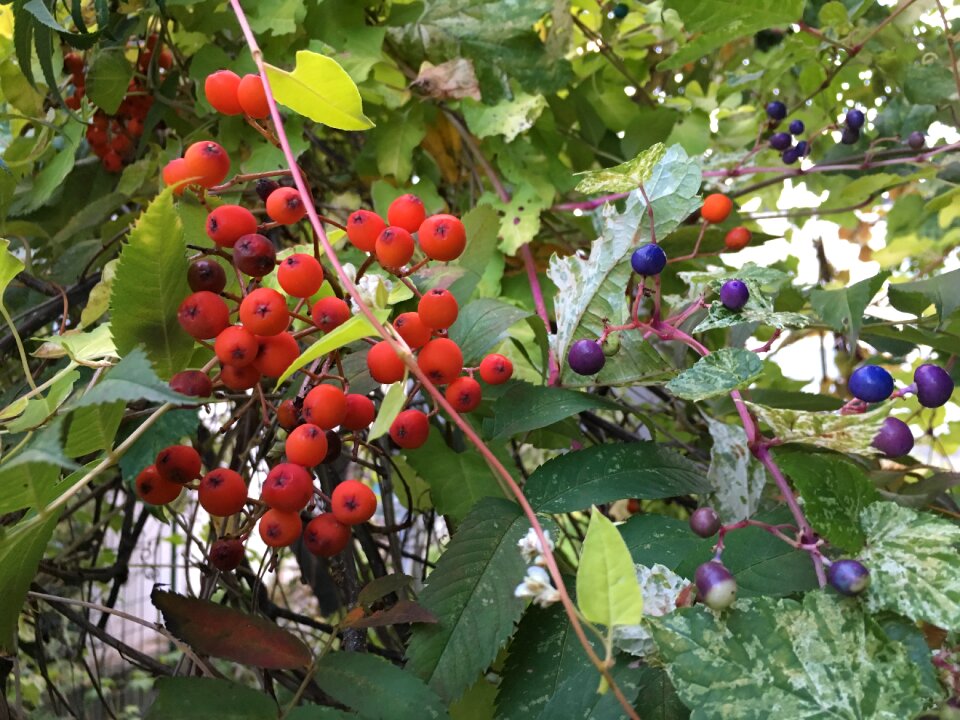 Rowan from what squirrel with grapes shelves