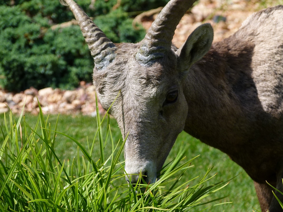 Horn garden animal