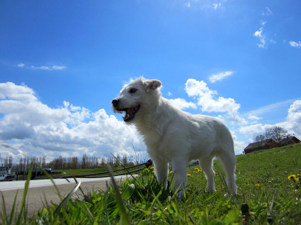 Pet parson russell jack russell
