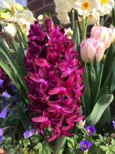 Purple spring nature