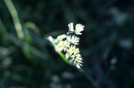 Natural the morning dawn