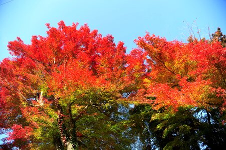 Autumn autumnal leaves maple photo