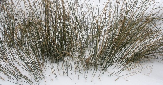 Winter landscape nature