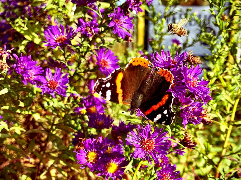 Butterfly flowers Free photos