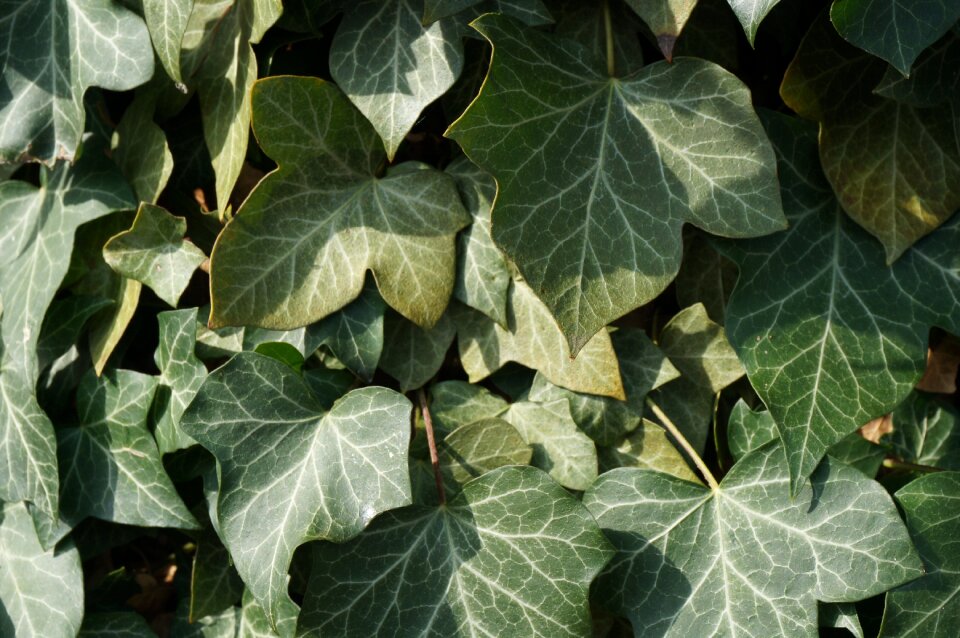 Green foliage spring