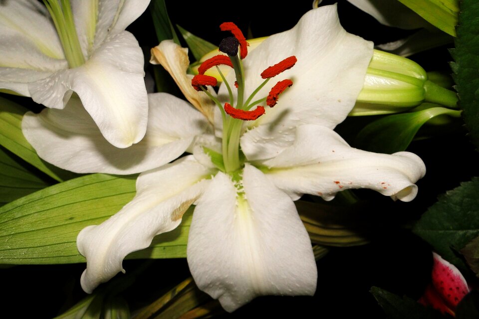 Garden bouquet nature