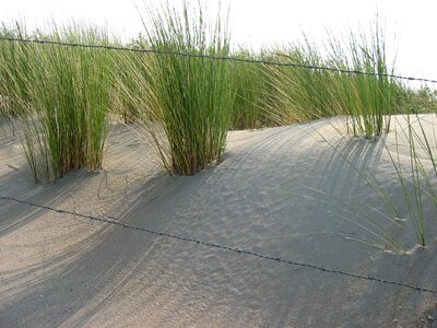 Dune marram grass sun