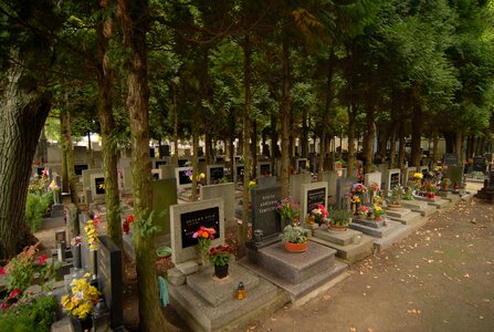 Trees cemetery the tombstones photo