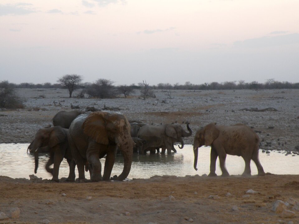 Elephant namibia safari