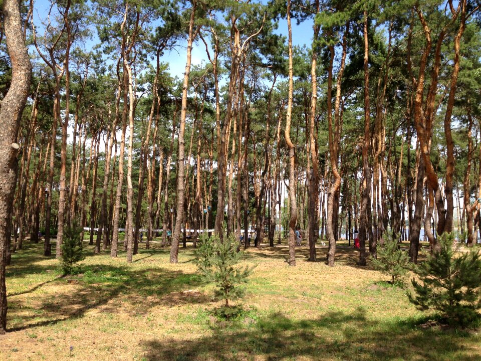 Needles russia voronezh