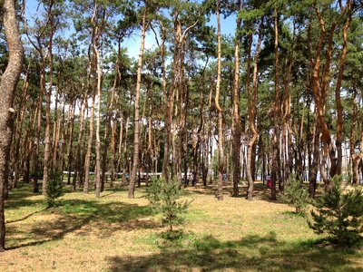 Needles russia voronezh