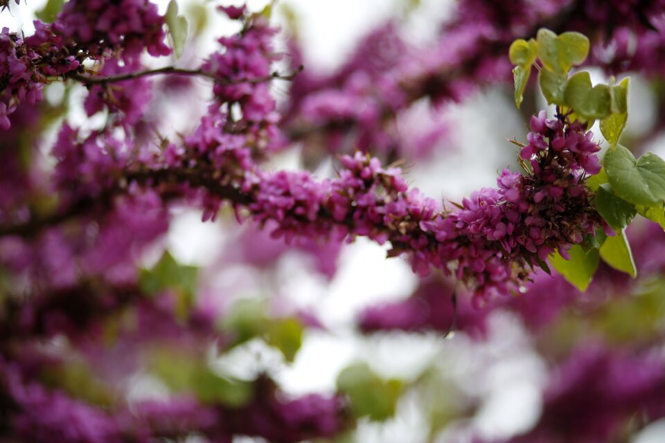In yunnan province flower spring