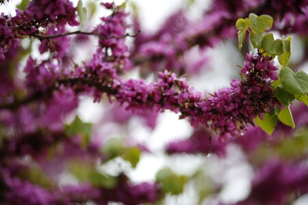 In yunnan province flower spring photo