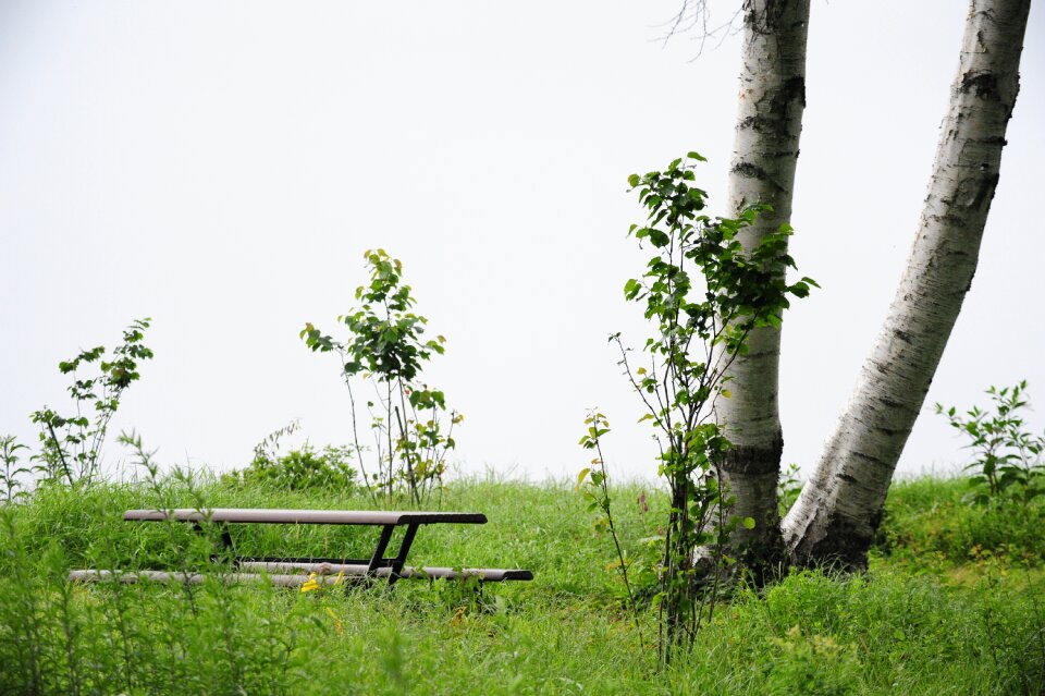 White birch bench morning fog