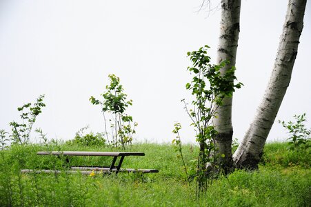 White birch bench morning fog