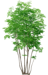 Trees without background