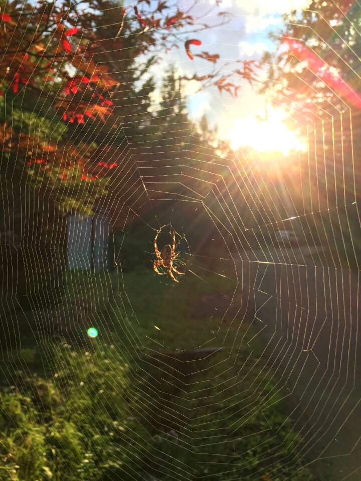 Spider web backlight autumnal leaves