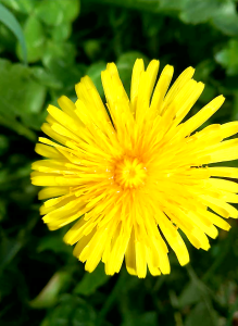 Summer buttercup blossom
