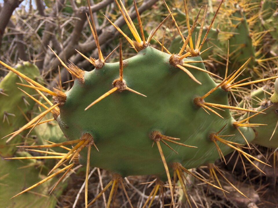 Prickly nature plant