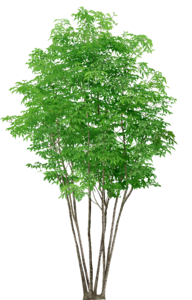 Trees without background