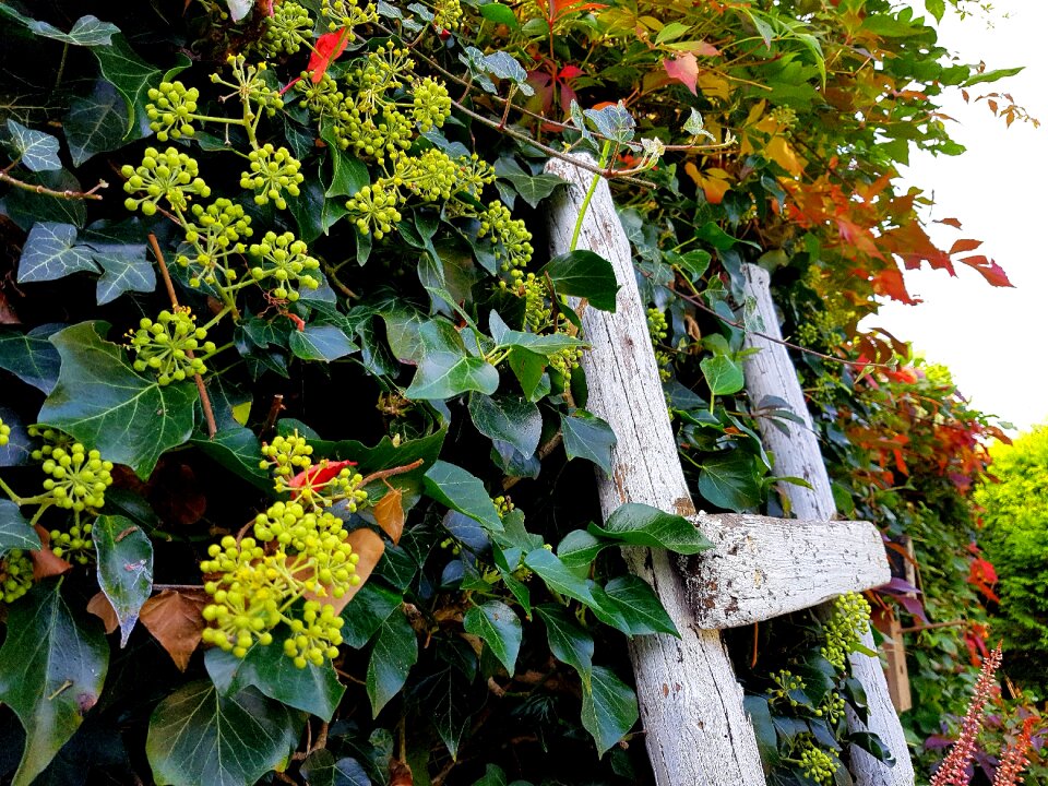 Garden autumn head