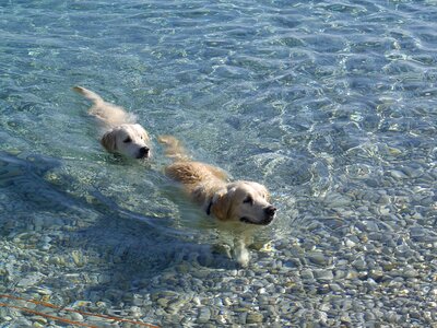 Sea summer golden retriever