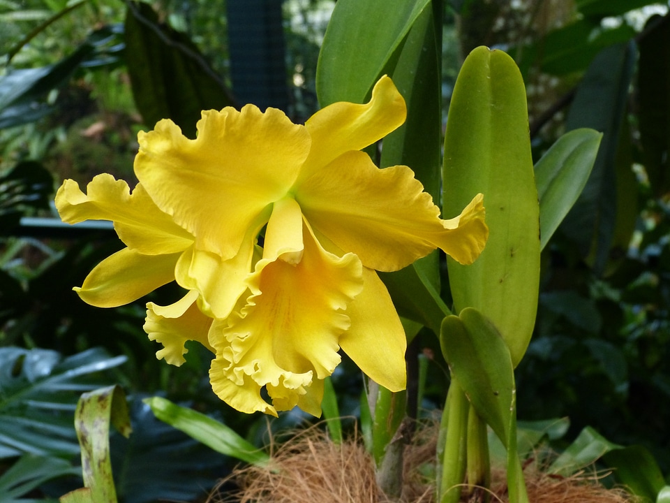 Flower blossom bloom
