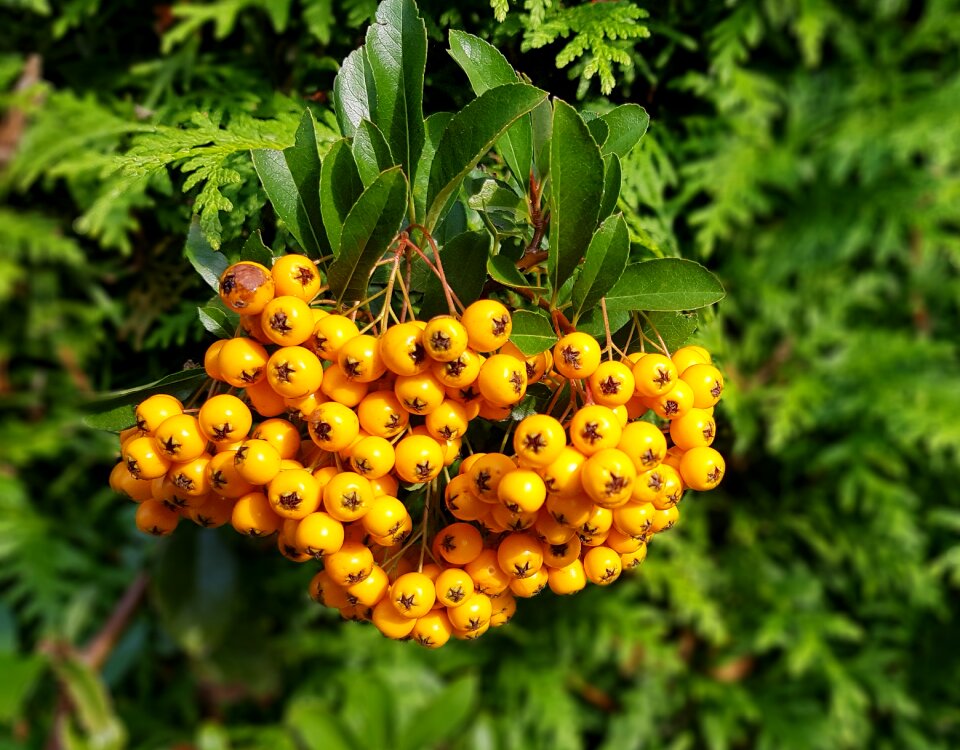 Garden autumn prickly